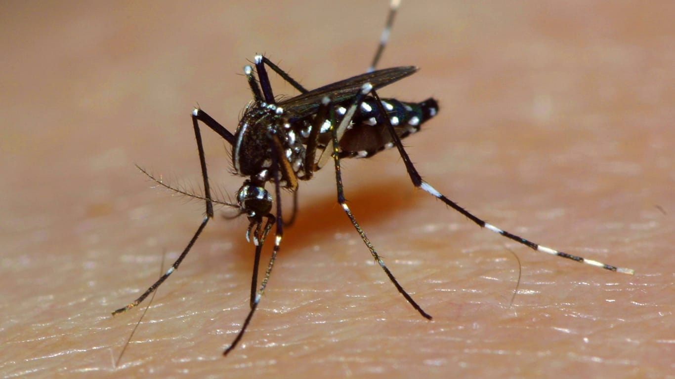 Denguemücke oder auch Ägyptische Tigermücke genannt: Sie überträgt das Dengue-Fieber.