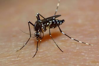 Denguemücke oder auch Ägyptische Tigermücke genannt: Sie überträgt das Dengue-Fieber.