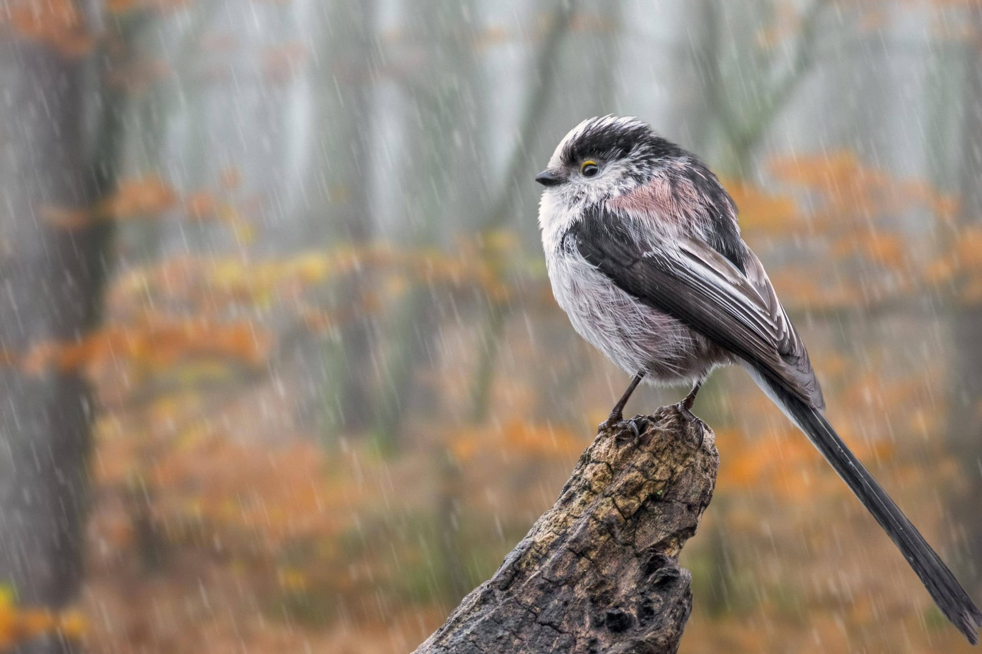 Schwanzmeise im Regen (Symbolbild): Das Wochenende wird herbstlich.