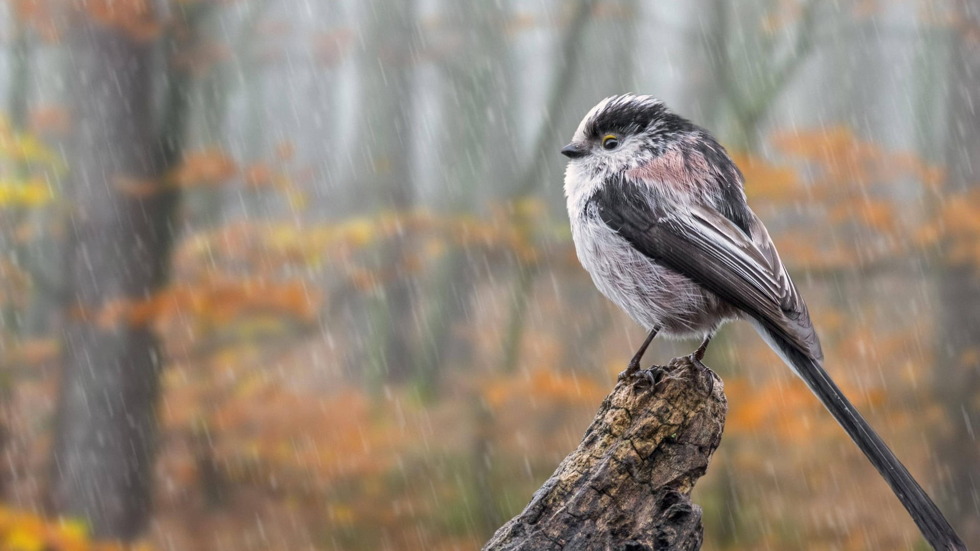 Schwanzmeise im Regen (Symbolbild): Das Wochenende wird herbstlich.