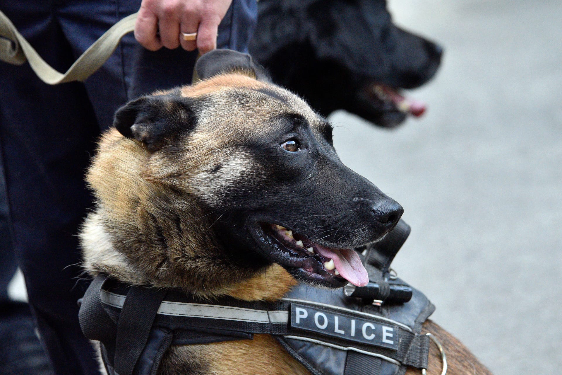 Ein Polizeihund (Symbolbild): So ein Tier hatten US-Autodiebe wohl vor Augen, als die Polizei ihr Versteck umzingelte.