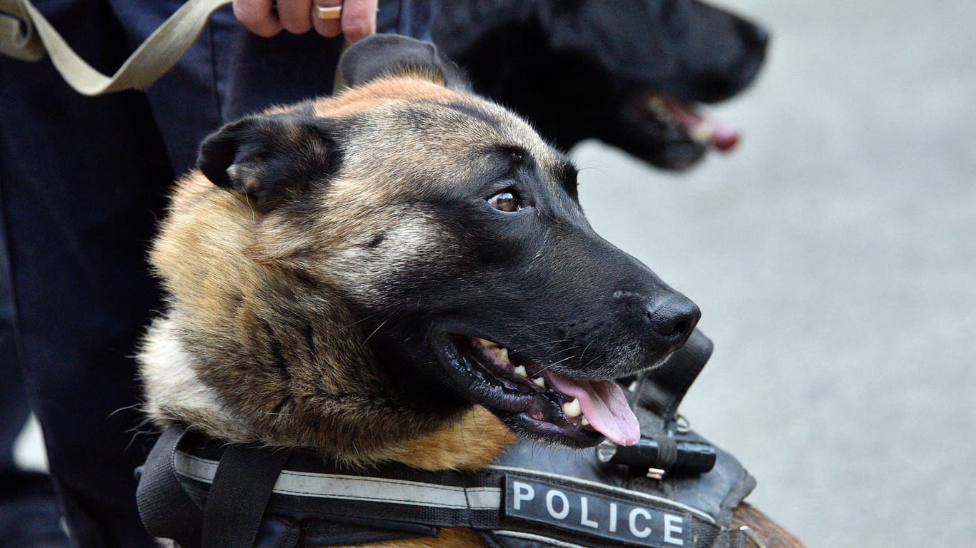 Ein Polizeihund (Symbolbild): So ein Tier hatten US-Autodiebe wohl vor Augen, als die Polizei ihr Versteck umzingelte.