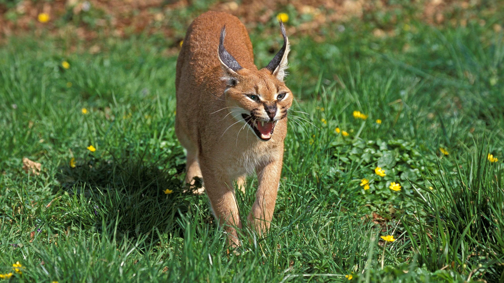 Ein Karakal (Symbolbild): Die Behörden vermuteten, dass sie Wildkatzen beschlagnahmen müssten.