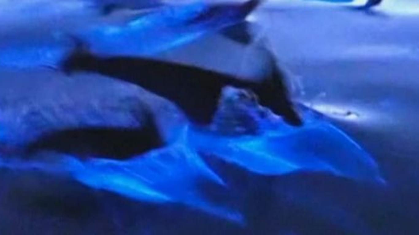 Blau leuchtende Delfine: Naturphänomen lässt Meer vor Kalifornien erstrahlen.