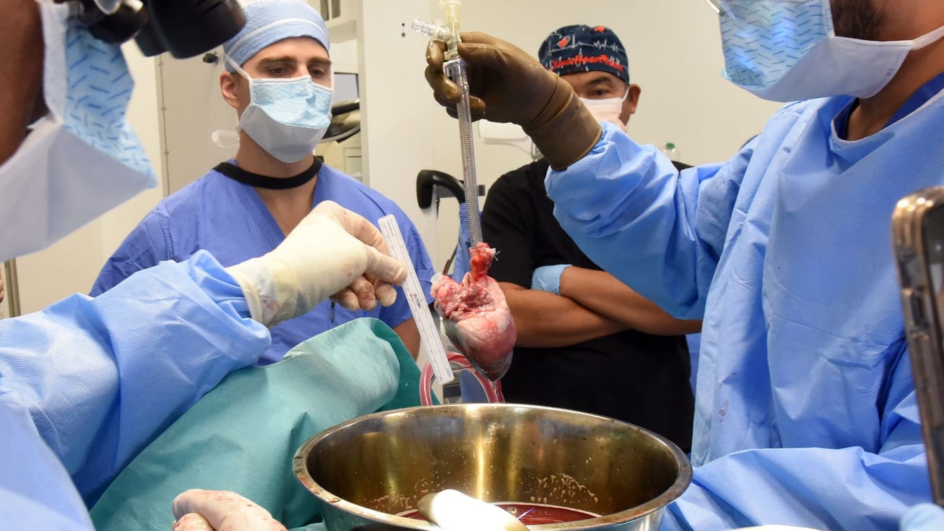 Ärzte bereiten das Schweineherz vor: Es wurde einem 58-jährigen Mann eingesetzt.