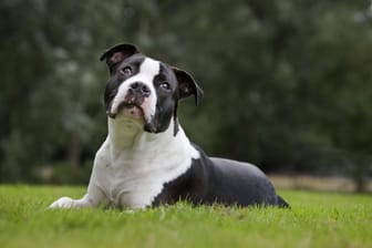 Ein junger American Staffordshire Terrier liegt im Garten (Symbolbild): "Snoopy-Oskar" hatte Glück nach einer schwierigen Zeit.