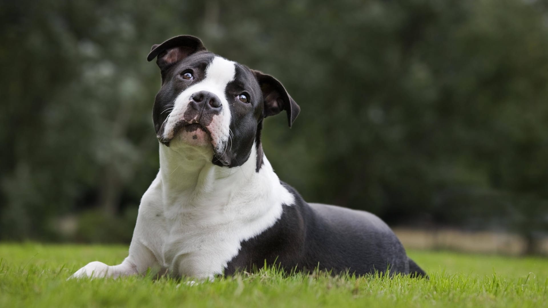 Ein junger American Staffordshire Terrier liegt im Garten (Symbolbild): "Snoopy-Oskar" hatte Glück nach einer schwierigen Zeit.