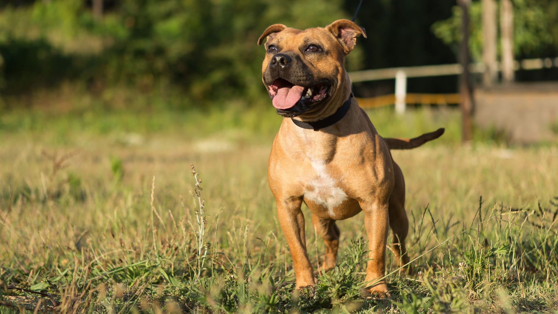 Staffordshire Bullterrier (Archivbild): In Berlin hat ein Hund mehrere Personen angegriffen. Staffordshire Bullterrier (Archivbild): In Berlin hat ein Hund mehrere Personen angegriffen.