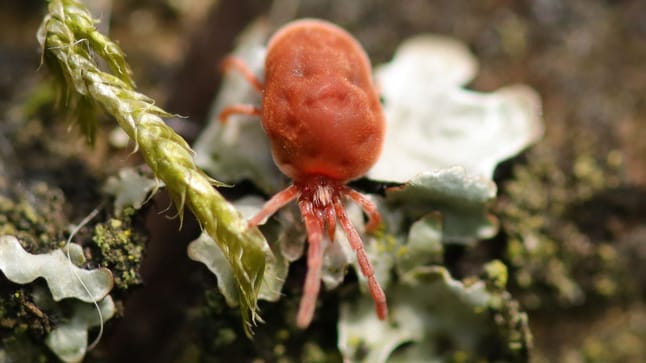 Kleine rote Spinnen Welche Arten Schädlinge sind und welche Pflanzenschutz