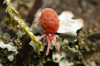 Meist handelt es sich bei kleinen roten Spinnen im Garten um Milbenarten