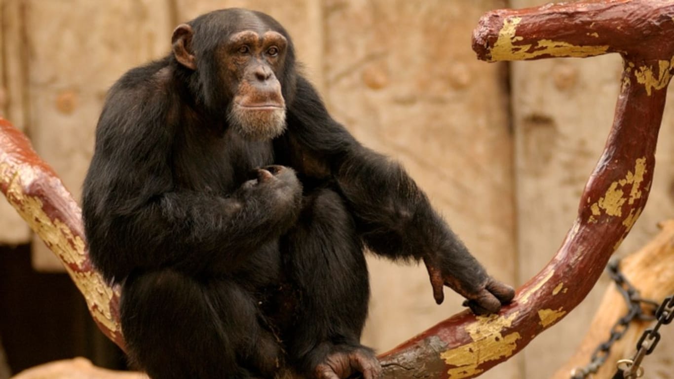 Die nach dem Affenhausbrand überlebenden Schimpansen Bally und Limbo bleiben im Krefelder Zoo.