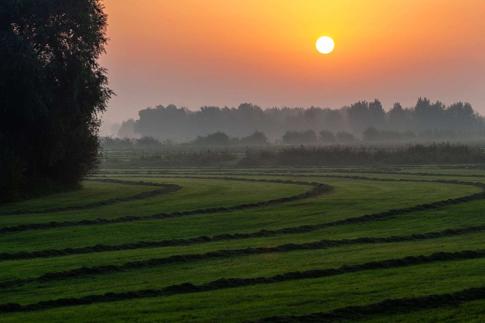 Wiese (Symbolbild): In Sonneberg haben Unbekannte ein großes Hakenkreuz in eine Wiese gemäht.