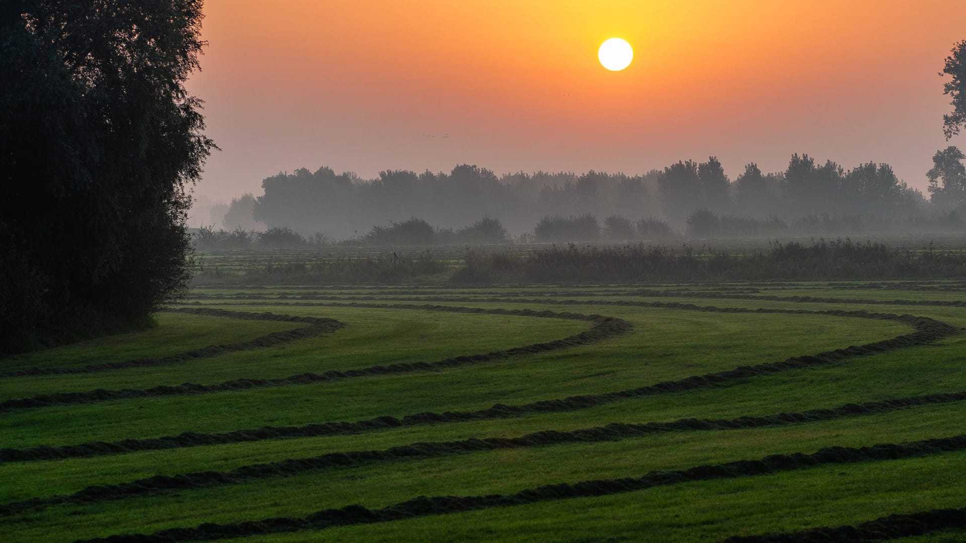 Wiese (Symbolbild): In Sonneberg haben Unbekannte ein großes Hakenkreuz in eine Wiese gemäht.