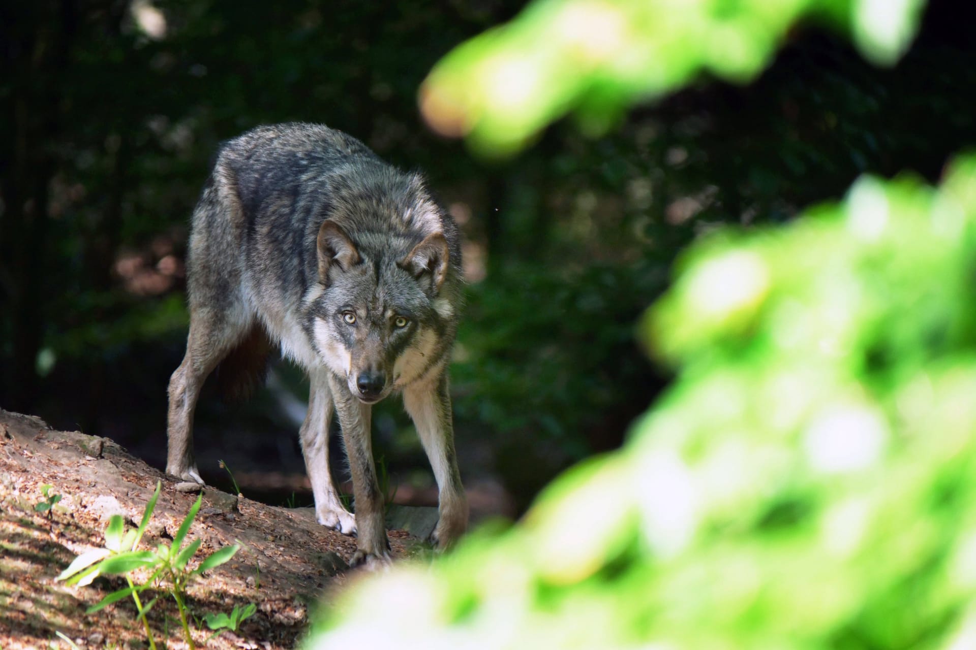 Ein europäischer Grauwolf im Wald (Symbolfoto): Auch im Landkreis Stade ist der Wolf jetzt heimisch.