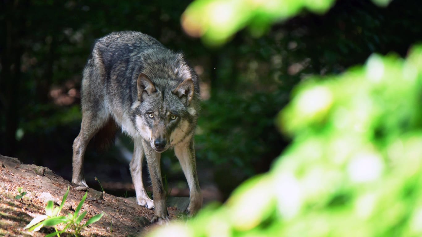 Ein europäischer Grauwolf im Wald (Symbolfoto): Auch im Landkreis Stade ist der Wolf jetzt heimisch.