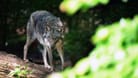 Ein europäischer Grauwolf im Wald (Symbolfoto): Auch im Landkreis Stade ist der Wolf jetzt heimisch.