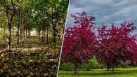 Video | NRW: Der Paulownia-Baum wächst wöchentlich bis zu..
