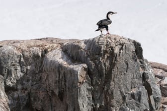 Ein Kormoran sitzt auf einem Felsen in der Antarktis (Archivbild): Dort stiegen in 2022 die Temperaturen dramatisch an.