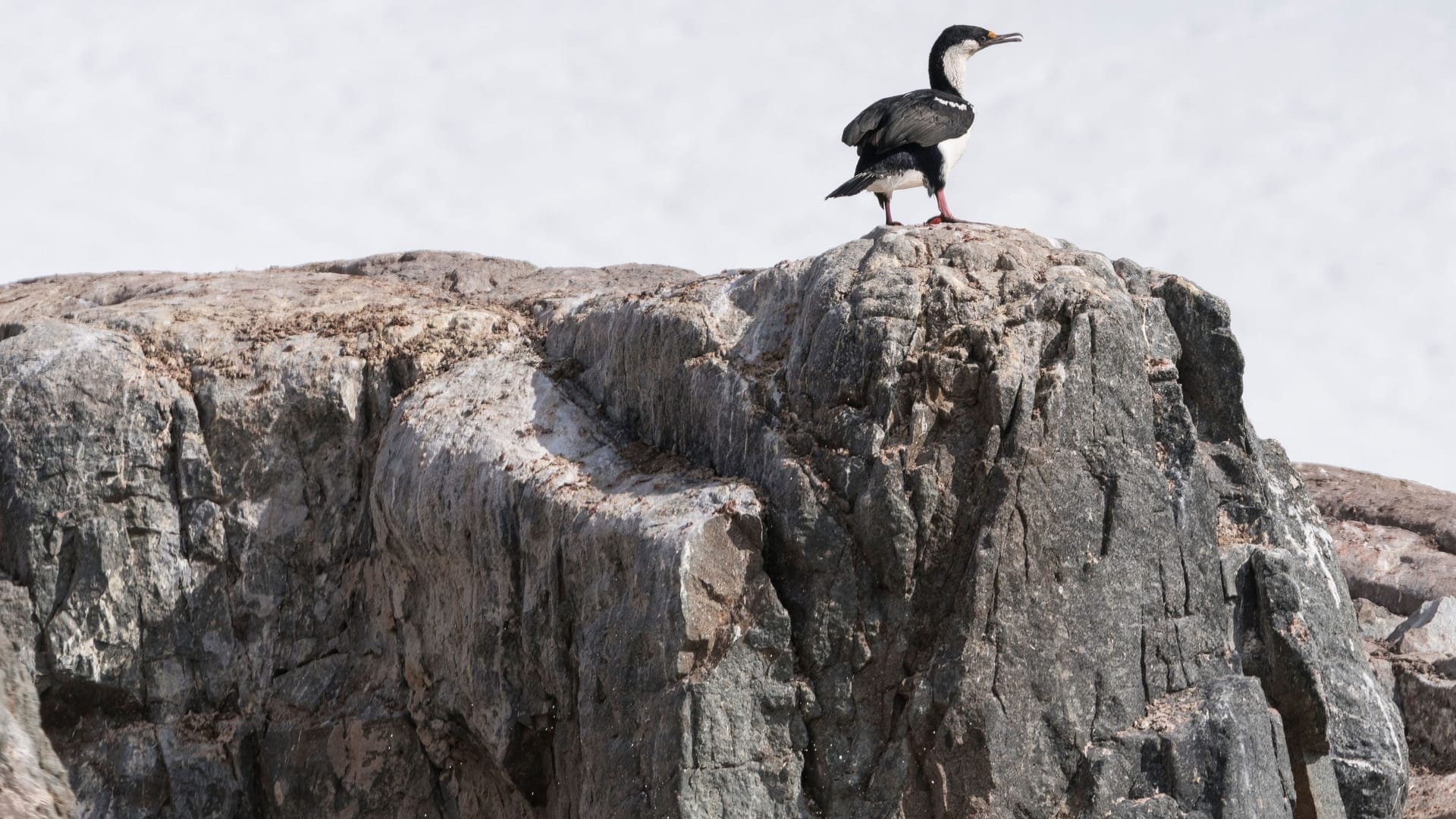 Ein Kormoran sitzt auf einem Felsen in der Antarktis (Archivbild): Dort stiegen in 2022 die Temperaturen dramatisch an.