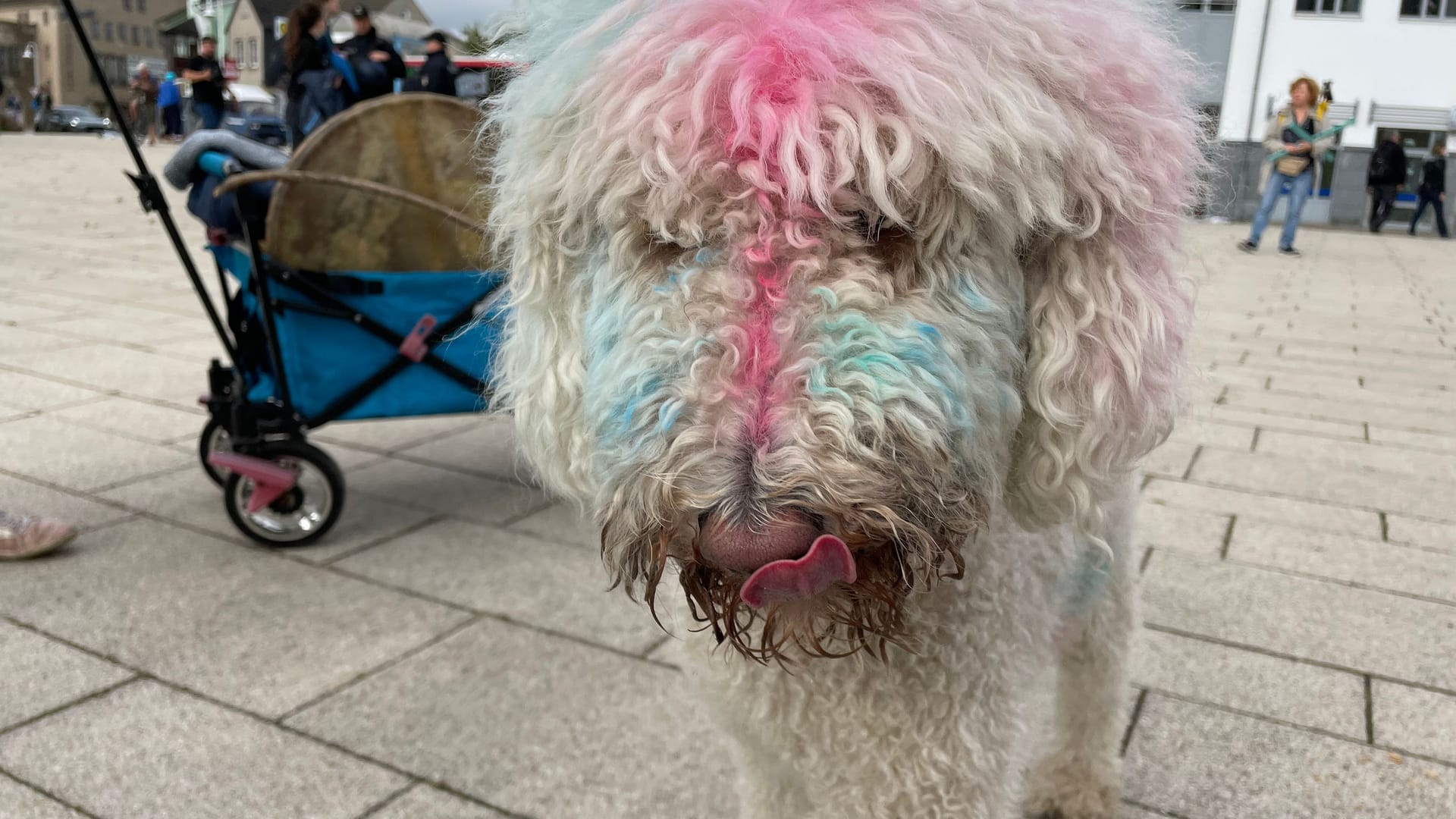 Tierischer Demonstrant: Auch auf vier Pfoten geht es auf die Demo.