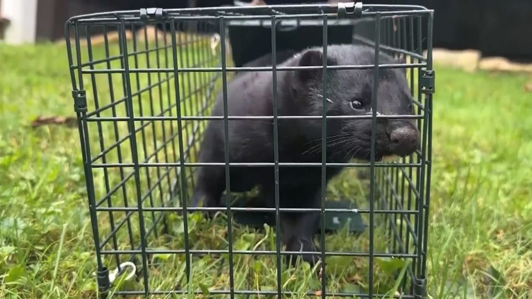 Pennsylvania 8.000 Nerze entkommen aus Zuchtfarm