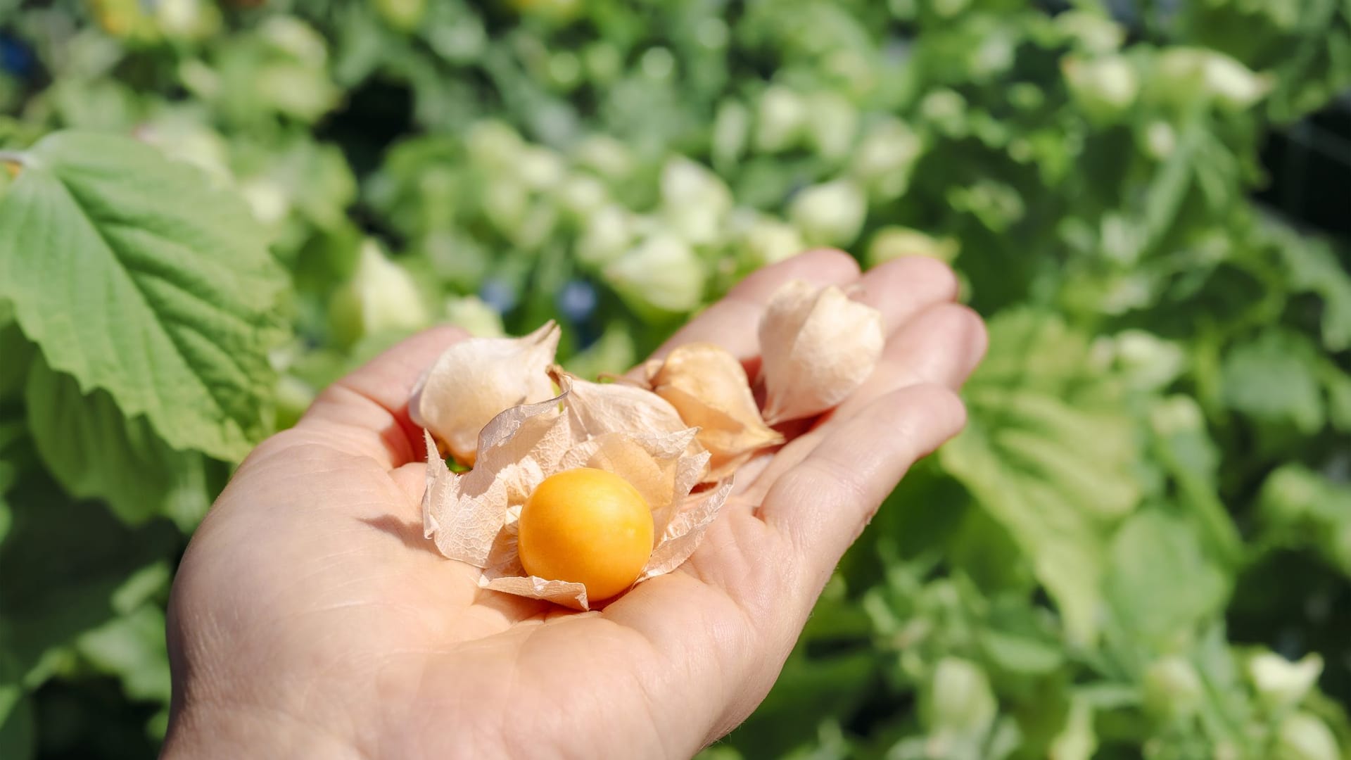 Sind die beerenartigen Früchte leuchtend orange gefärbt, haben sie ihre Genussreife erreicht.