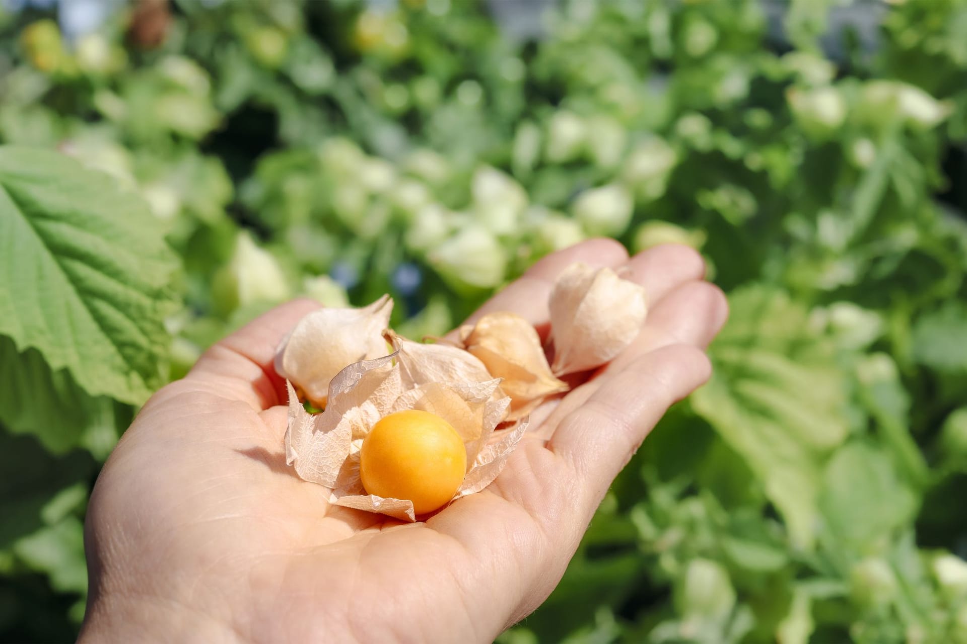 Sind die beerenartigen Früchte leuchtend orange gefärbt, haben sie ihre Genussreife erreicht.