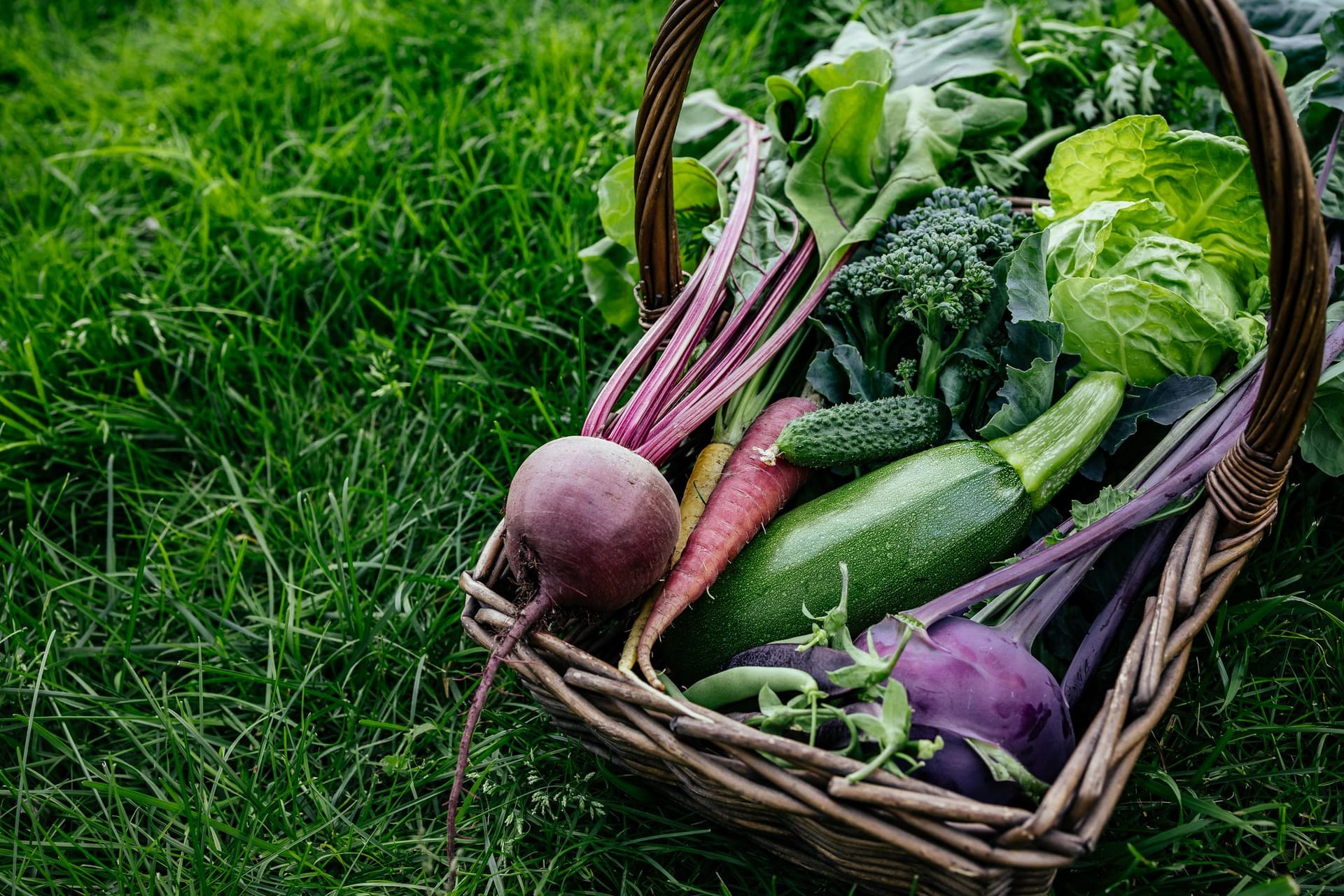 Zucchini nehmen viel Raum ein, sind aber verträglich mit vielen anderen Gartenpflanzen.