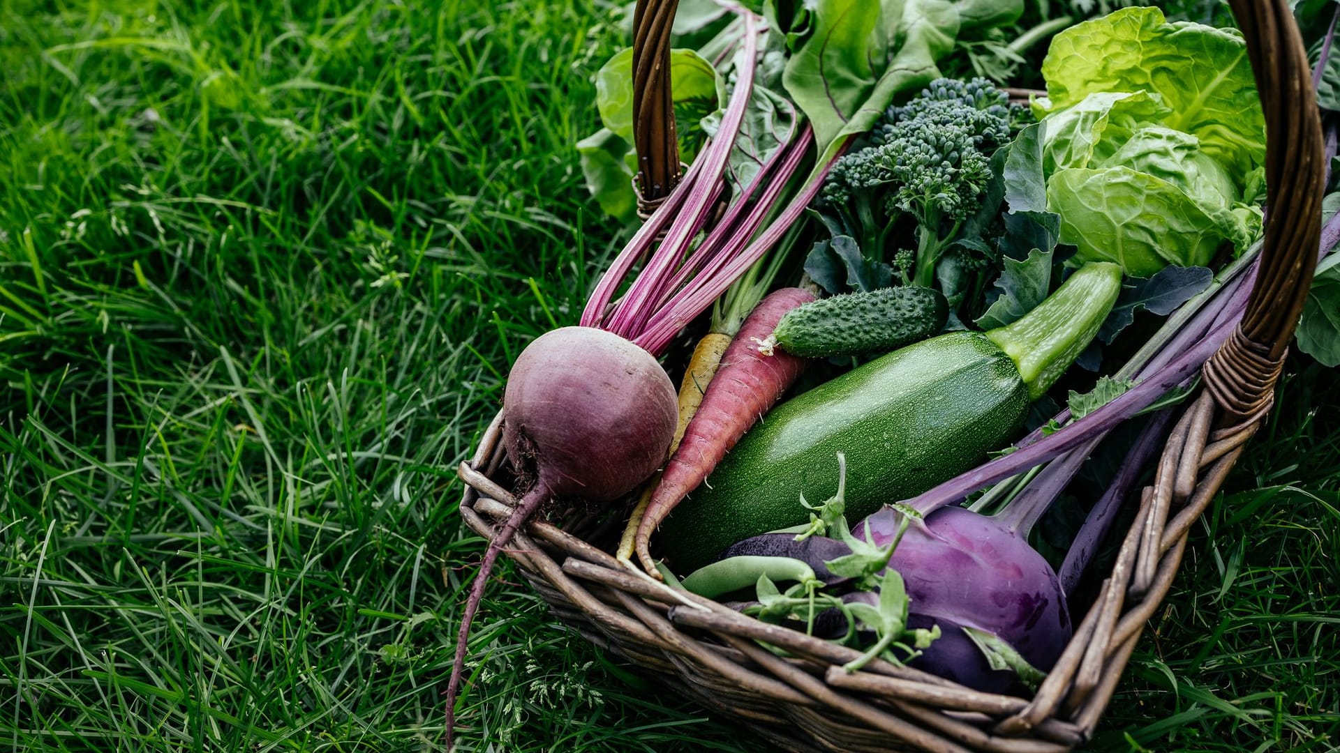 Zucchini nehmen viel Raum ein, sind aber verträglich mit vielen anderen Gartenpflanzen.