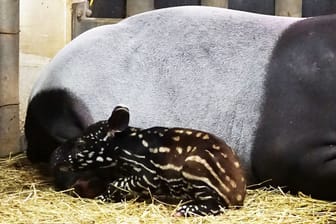 Der kleiner Tapir im Leipziger Zoo: Das Tier hat es nicht geschafft.