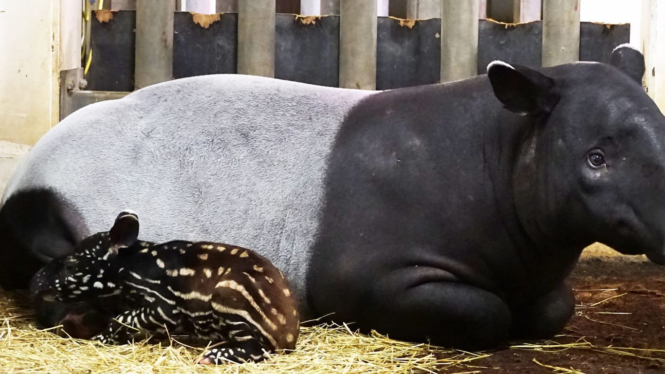 Der kleiner Tapir im Leipziger Zoo: Das Tier hat es nicht geschafft.
