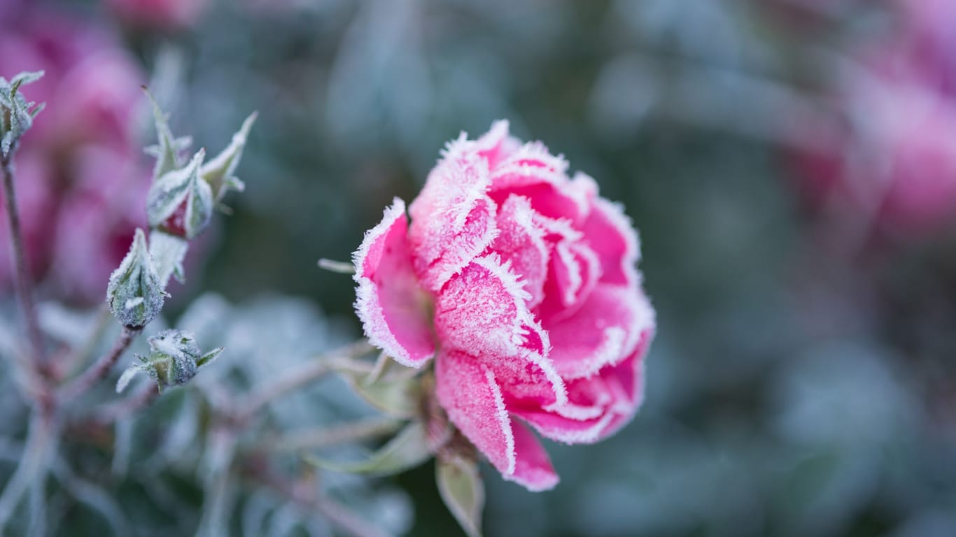 Bevor Eis und Schnee heranziehen, sollten Rosen bereits auf die Winterzeit vorbereitet werden.