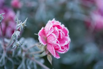 Bevor Eis und Schnee heranziehen, sollten Rosen bereits auf die Winterzeit vorbereitet werden.
