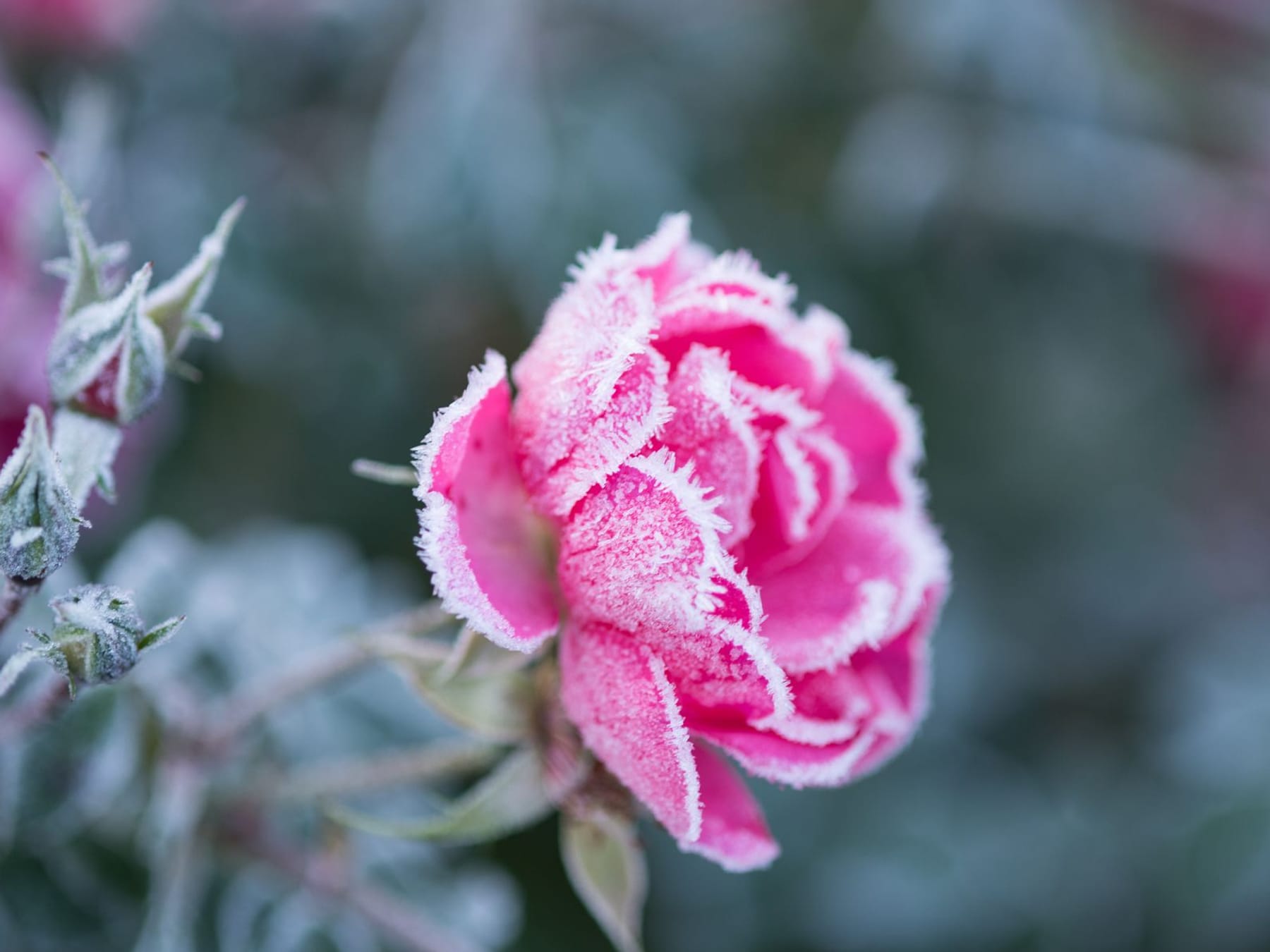 Winterschutz: Rosen richtig überwintern