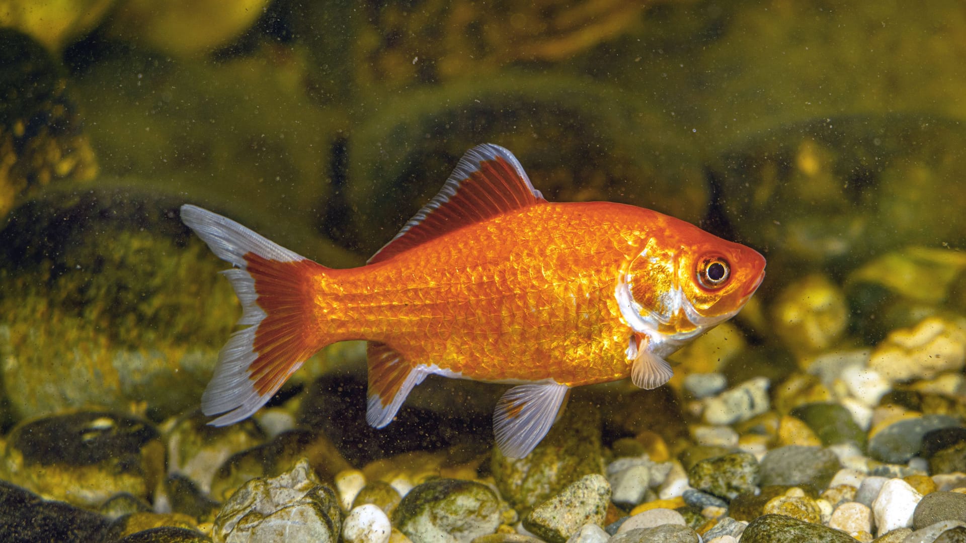 imago images 142715213 imago images 142715213