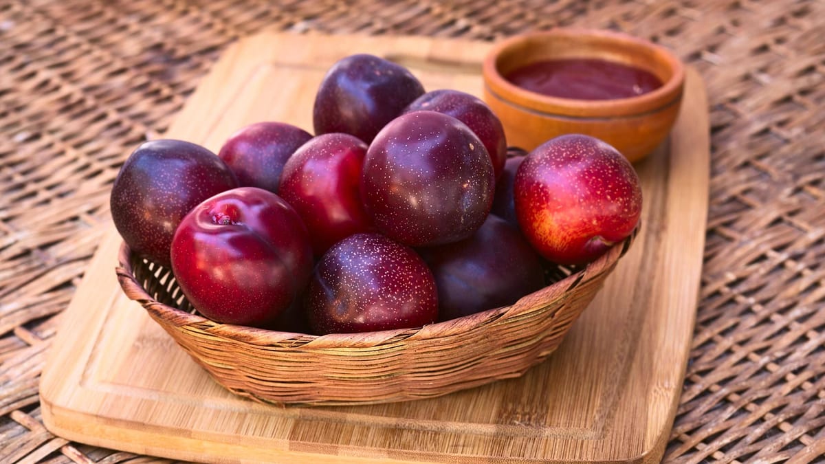 Blutpflaume: giftig oder nicht? Worauf Sie beim Verzehr achten müssen