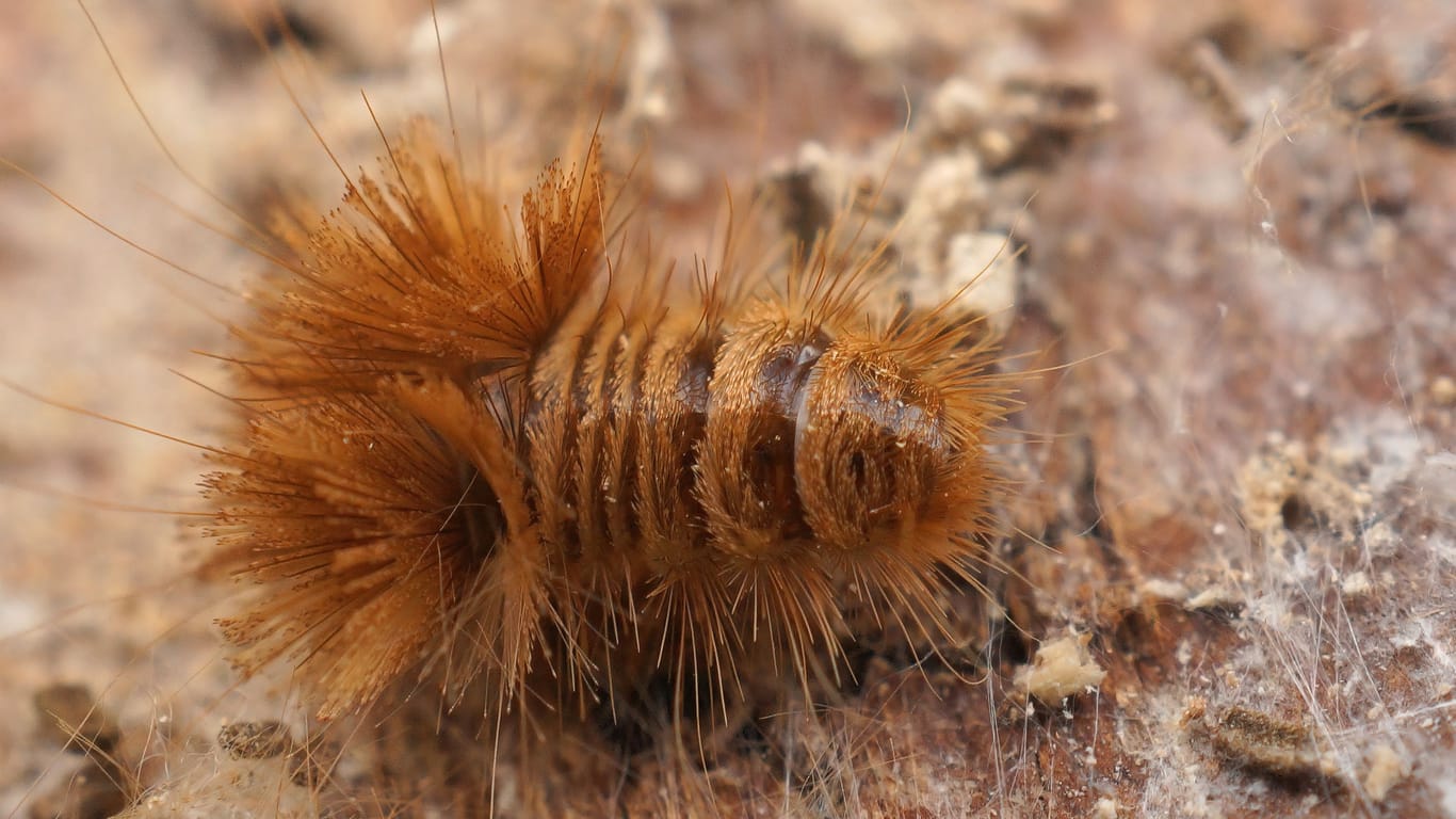 Closeup on the hairy brown larvae of the Old varied carpet beetle, Anthrenus verbasci