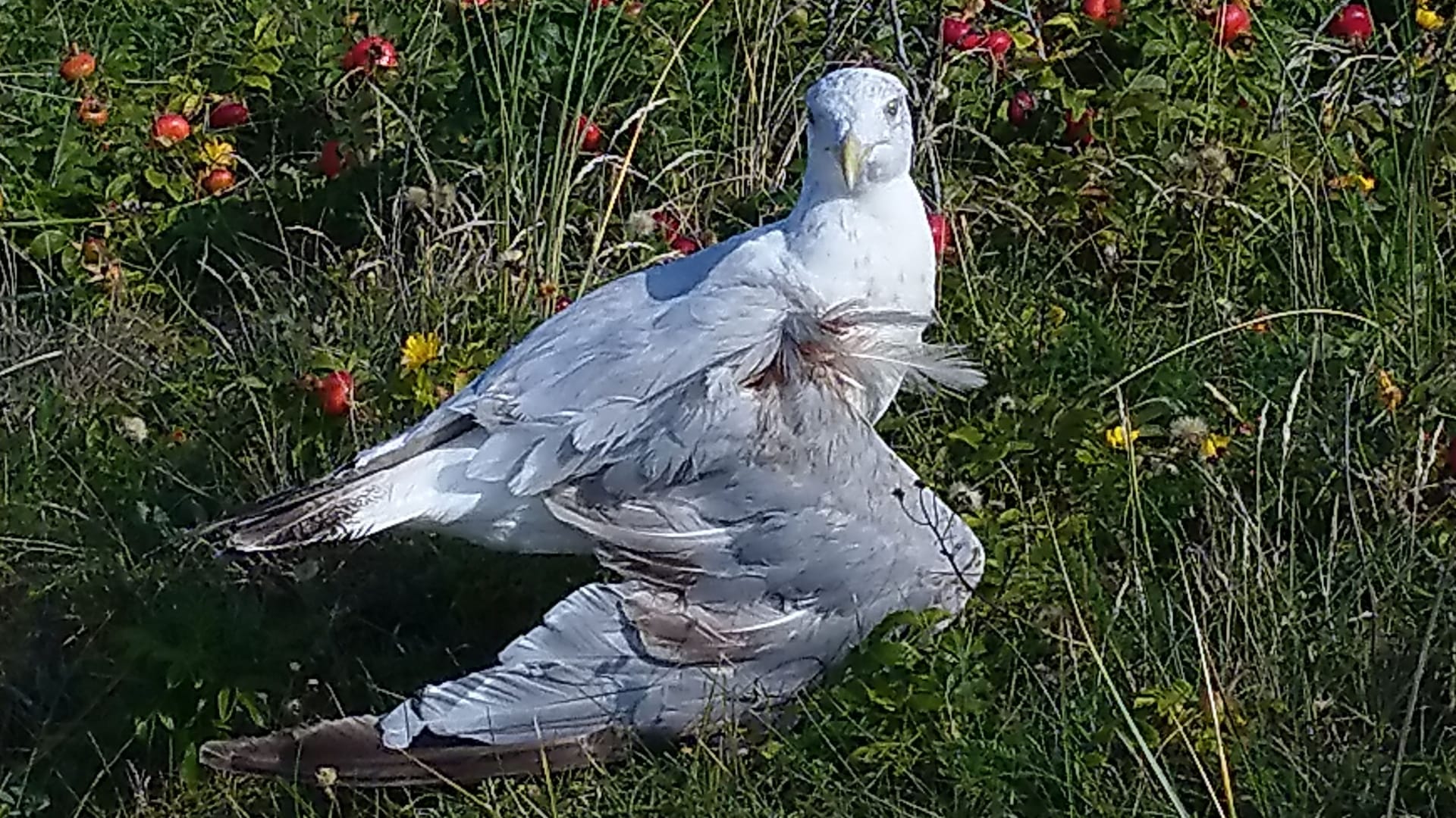 Die verletzte Möwe liegt in einer Wiese am Strand von Wangerooge. Über ihr Schicksal ist nichts bekannt.