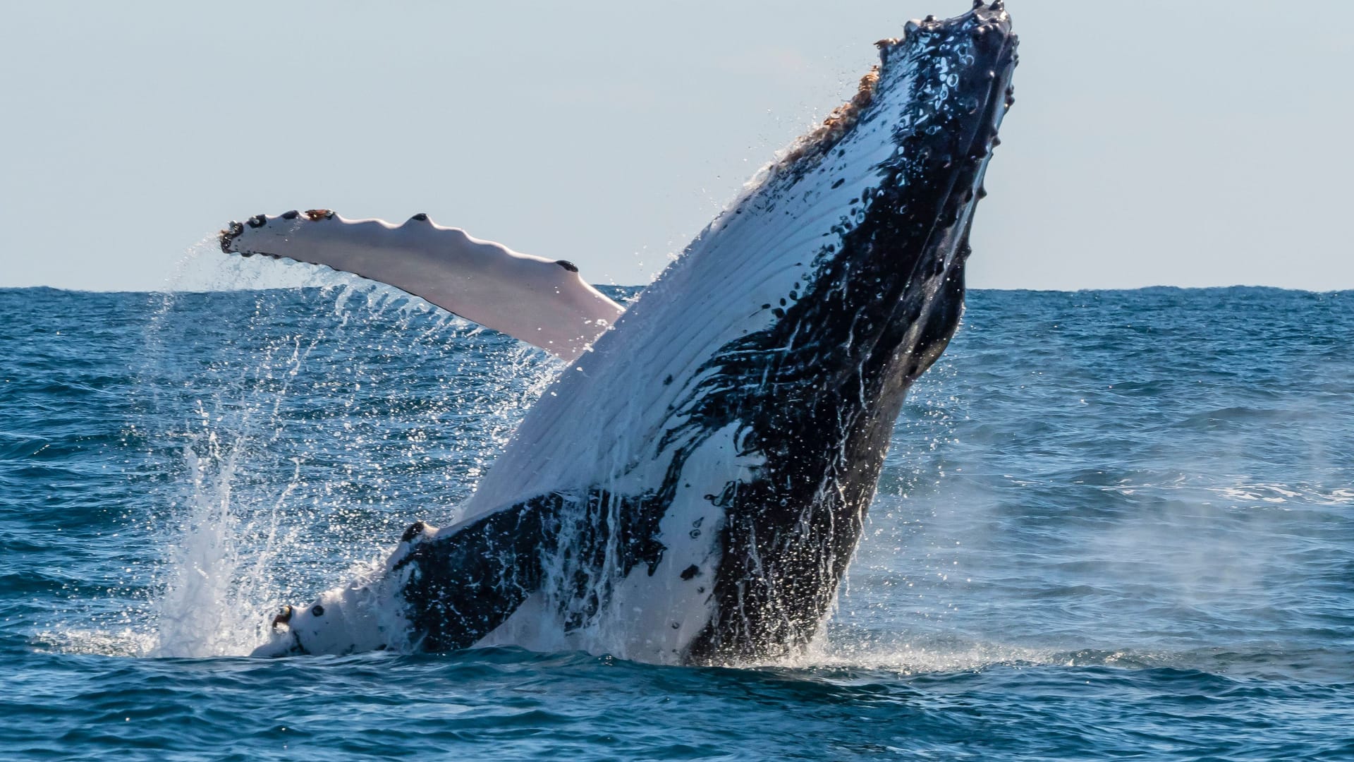 Buckelwal am Ningaloo Reef.