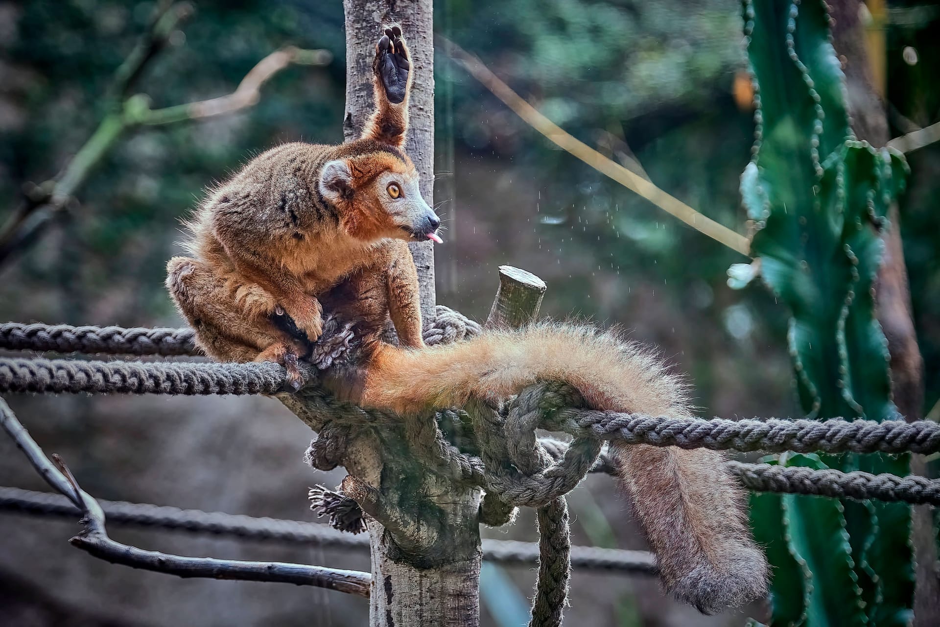 Ein Kronenmaki im Leipziger Zoo