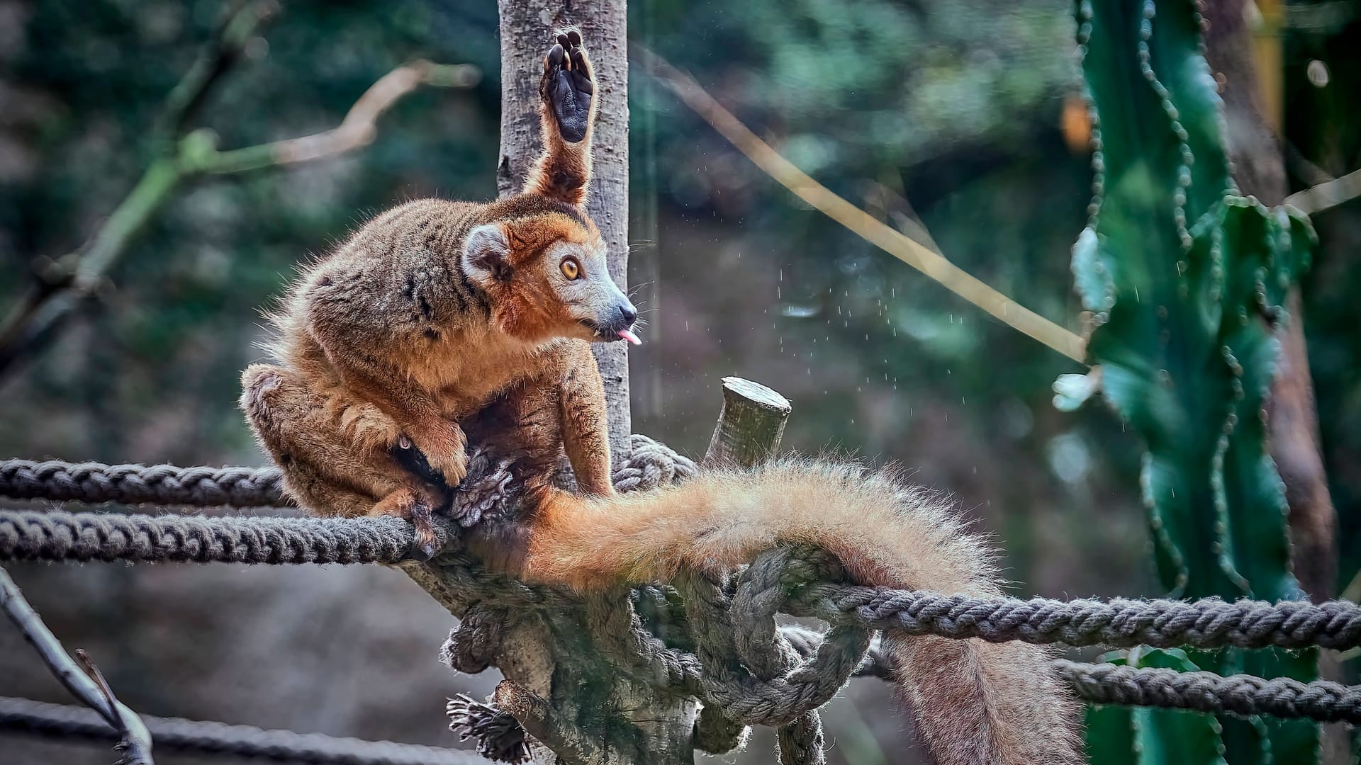 Ein Kronenmaki im Leipziger Zoo