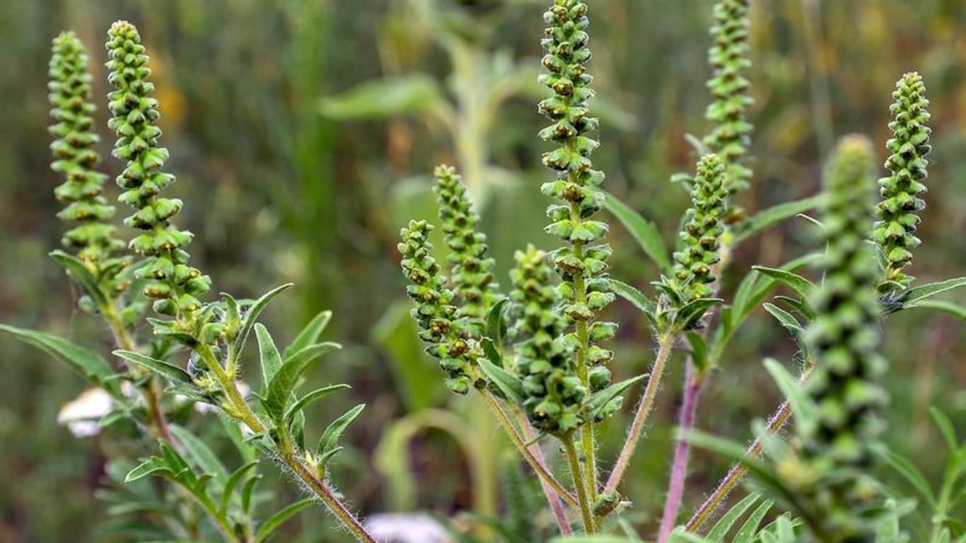 Beifuß-Ambrosien in einem Sonnenblumenfeld (Symbolbild): Die Pflanze kann schwere allergische Reaktionen auslösen.