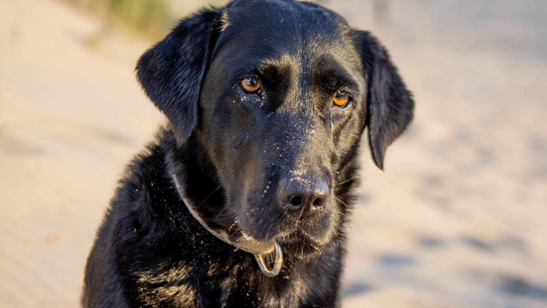 Labrador (Symbolbild): Eine Frau setzte ihre todkranke Hündin einfach aus.