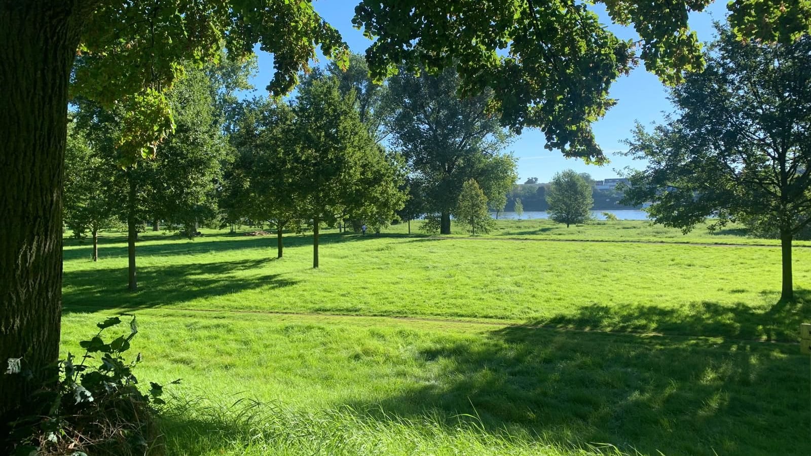 Die weitläufige Hundewiese mit Zugang zum Rhein.