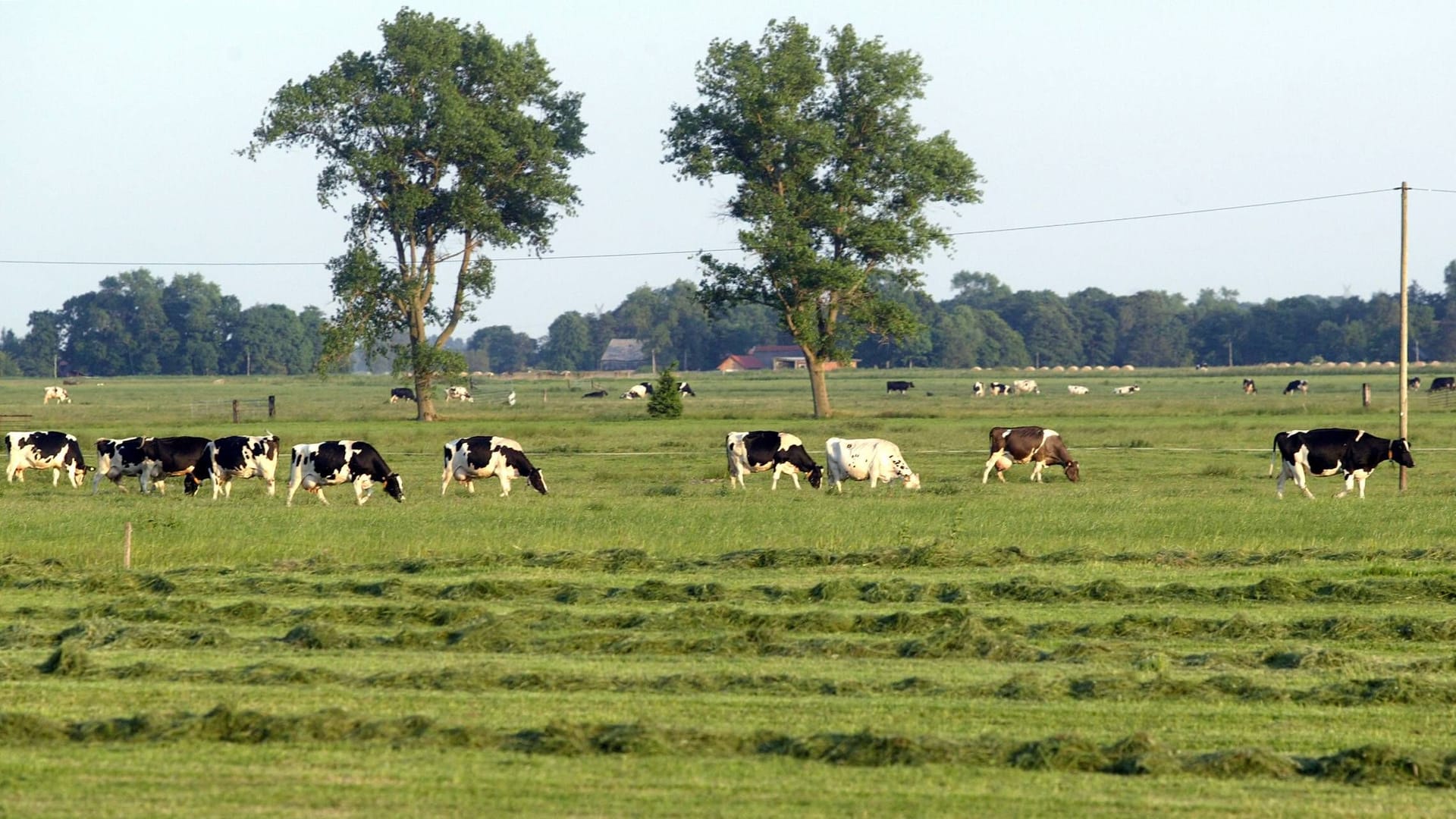 Weidende Kühe auf einer Wiese bei Butjadingen (Archivfoto): Die Region ist für die weitläufigen Flächen bekannt, für Hund Bella wurden sie zur tödlichen Falle.