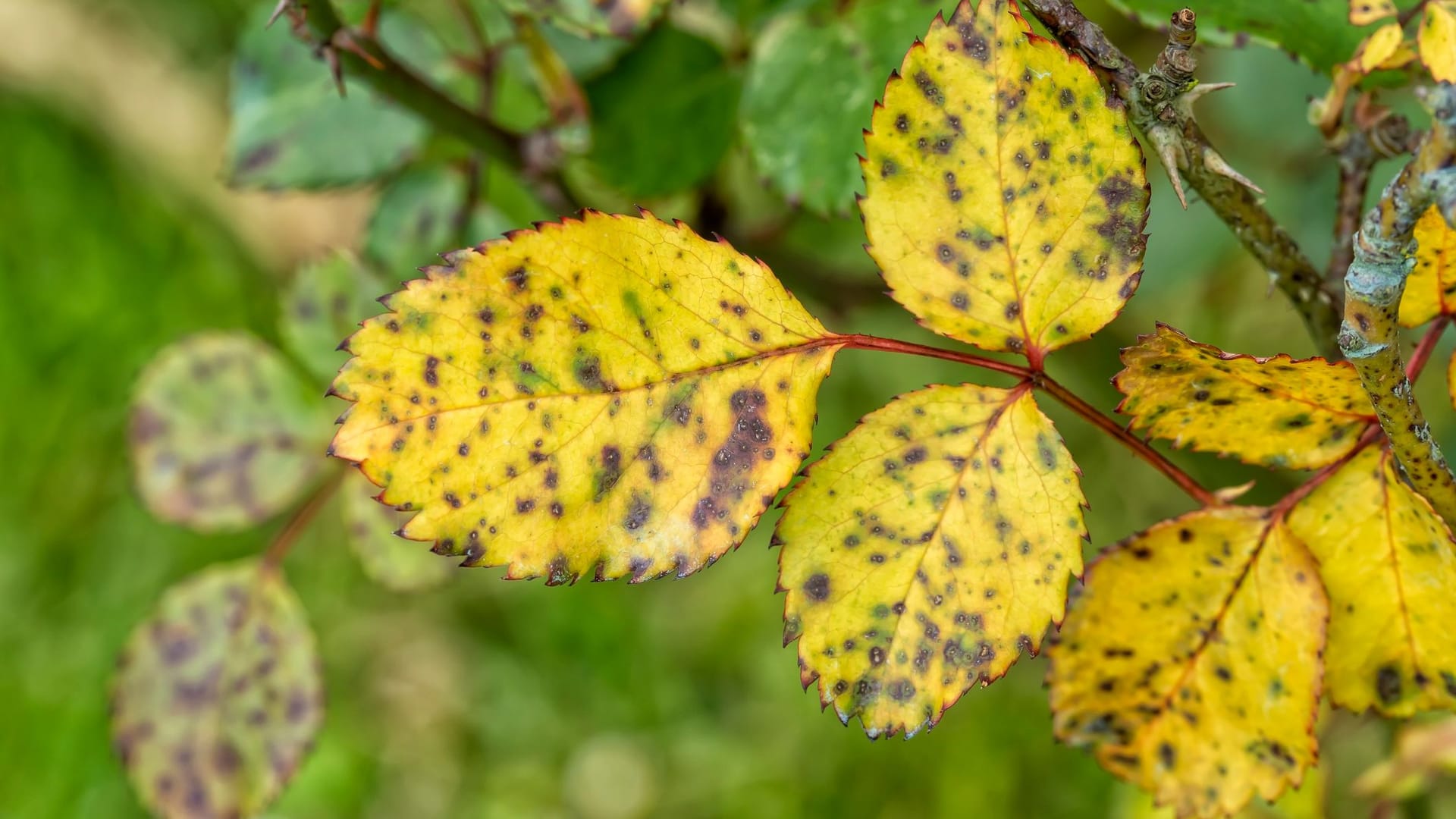 Anhaltende Feuchtigkeit auf Rosenblättern kann die Entstehung von Krankheiten begünstigen.