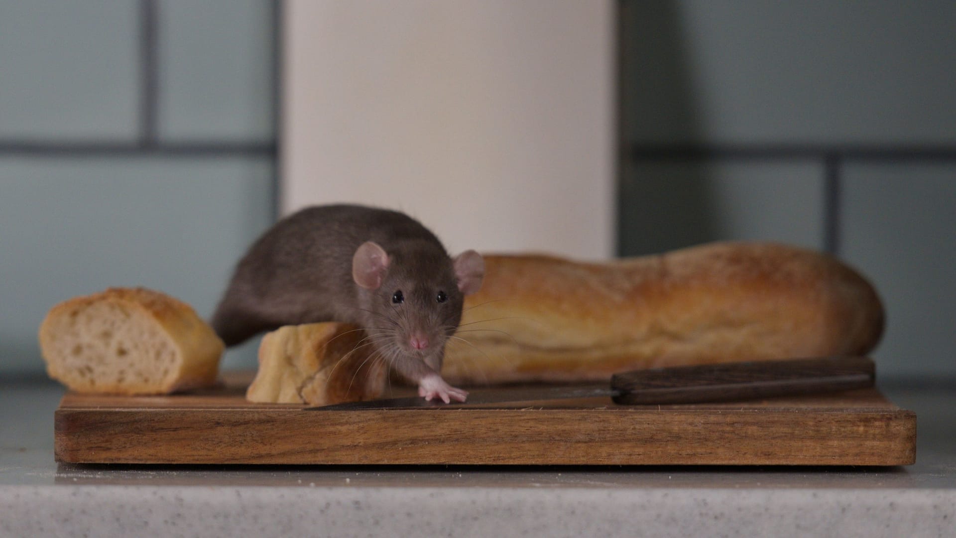Ratten (Symbolbild): In einer Kieler Schulküche sind Ratten gesichtet worden Ratten (Symbolbild): In einer Kieler Schulküche sind Ratten gesichtet worden