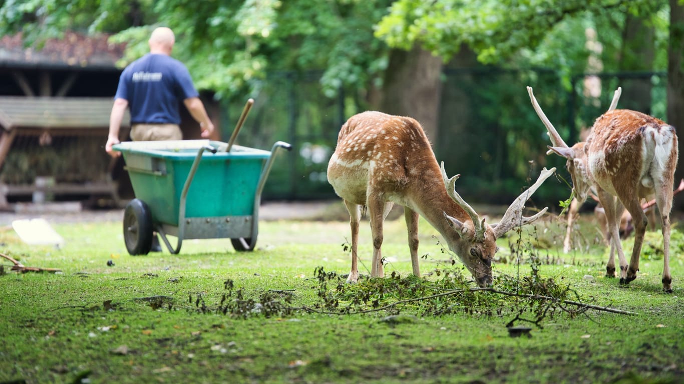 Tierpark Hellabrunn: Neben Meeresbewohnern können Sie auch andere Tiere beobachten.