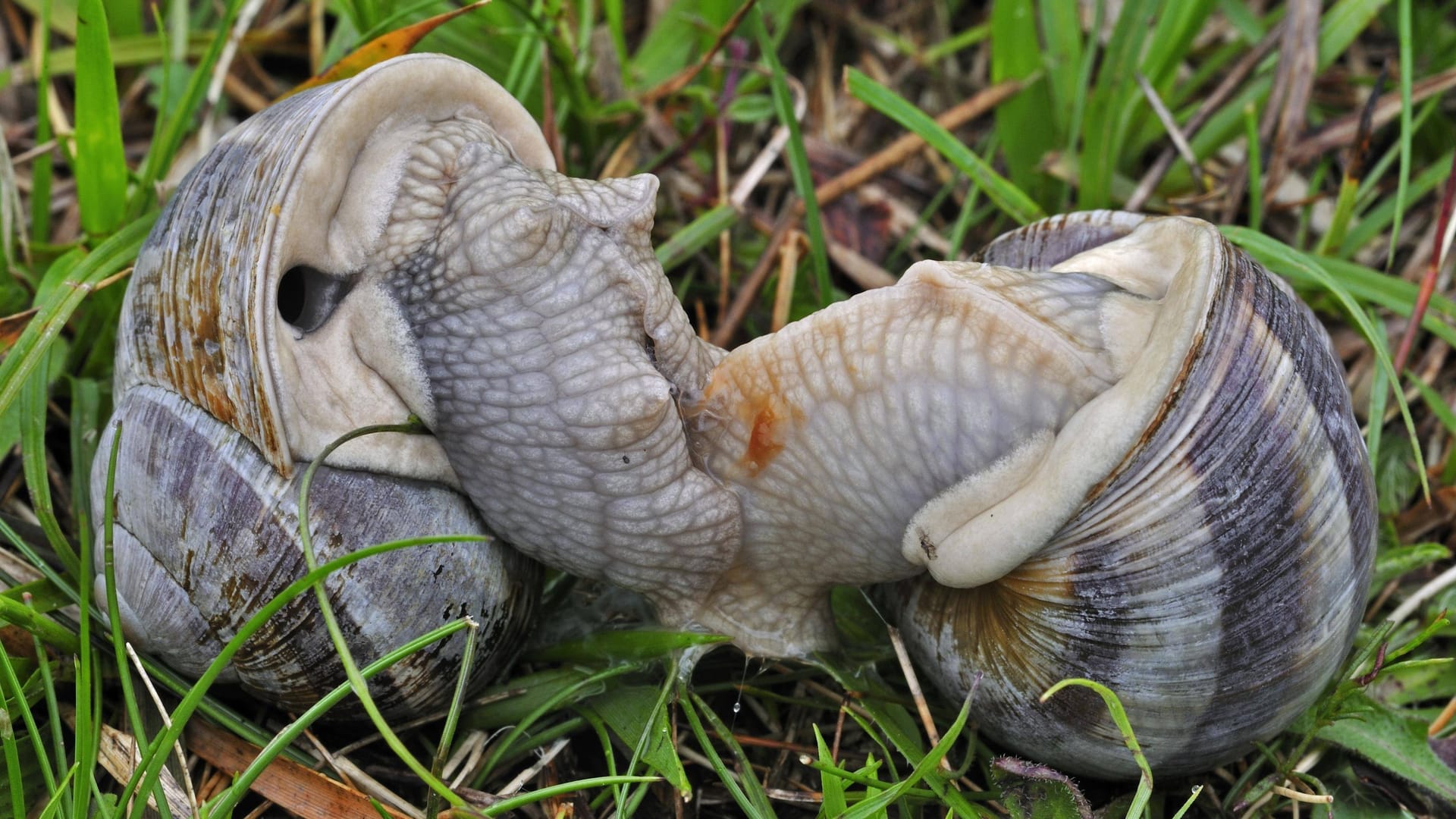 Gelten als Delikatesse: Weinbergschnecken (Symbolbild).