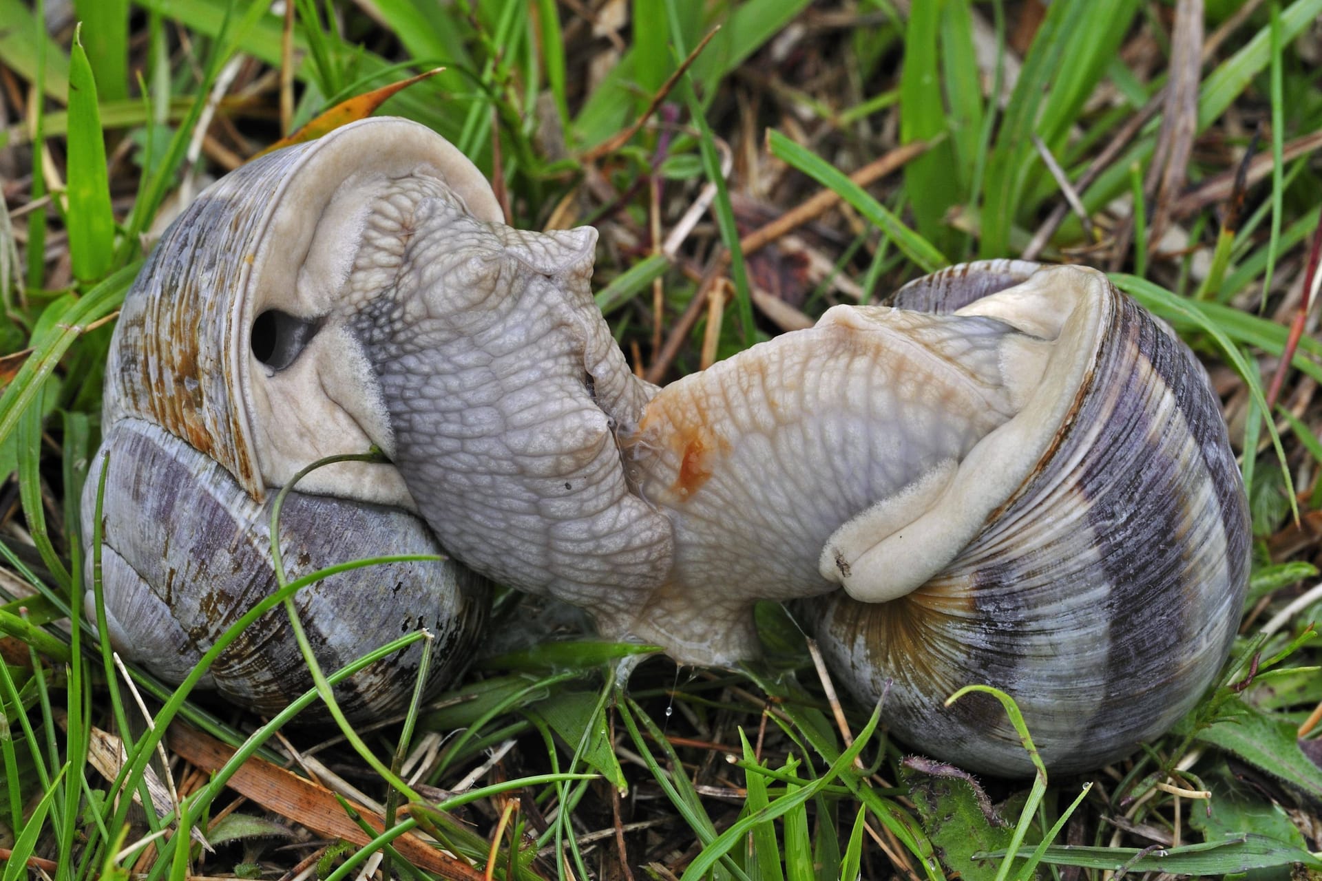 Gelten als Delikatesse: Weinbergschnecken (Symbolbild).